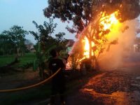 Terjadi Kebakaran Pohon di Srihardono Pundong, Damkarmat Bantul Gerak Cepat Melakukan Pemadaman