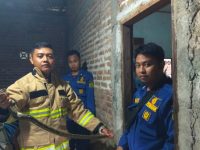 Evakuasi Ular Sanca Kembang Di Wukirsari Imogiri Oleh Damkarmat Kabupaten Bantul