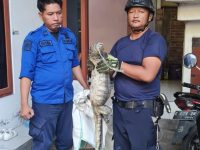 Damkarmat Kabupaten Bantul Melakukan Evakuasi Biawak Di Kasihan Bantul