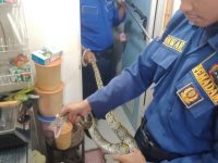 Damkarmat Kabupaten Bantul Melakukan Evakuasi Ular Sanca di Rumah Warga Pendowoharjo Sewon