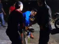 Damkarmat Kabupaten Bantul Melakukan Evakuasi Ular Sanca Kembang di Panjangrejo Pundong Bantul