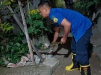 Pemadam Kebakaran dan Penyelamatan Kabupaten Bantul Melakukan Evakuasi Ular Sanca Kembang