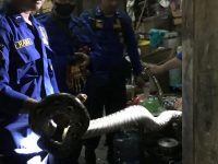 Evakuasi Ular Sanca Kembang di Sewon Bantul